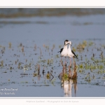 Saison : Printemps - Lieu : Le Crotoy, Baie de Somme, Somme, Hauts-de-France, France.