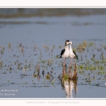 Saison : Printemps - Lieu : Le Crotoy, Baie de Somme, Somme, Hauts-de-France, France.