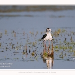 Saison : Printemps - Lieu : Le Crotoy, Baie de Somme, Somme, Hauts-de-France, France.