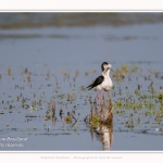 Saison : Printemps - Lieu : Le Crotoy, Baie de Somme, Somme, Hauts-de-France, France.