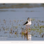 Saison : Printemps - Lieu : Le Crotoy, Baie de Somme, Somme, Hauts-de-France, France.