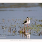 Saison : Printemps - Lieu : Le Crotoy, Baie de Somme, Somme, Hauts-de-France, France.