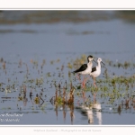 Saison : Printemps - Lieu : Le Crotoy, Baie de Somme, Somme, Hauts-de-France, France.