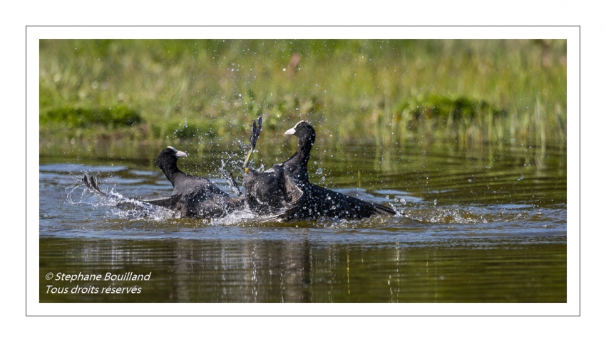 Bagarre entre Foulque macroule (Fulica atra - Eurasian Coot)
