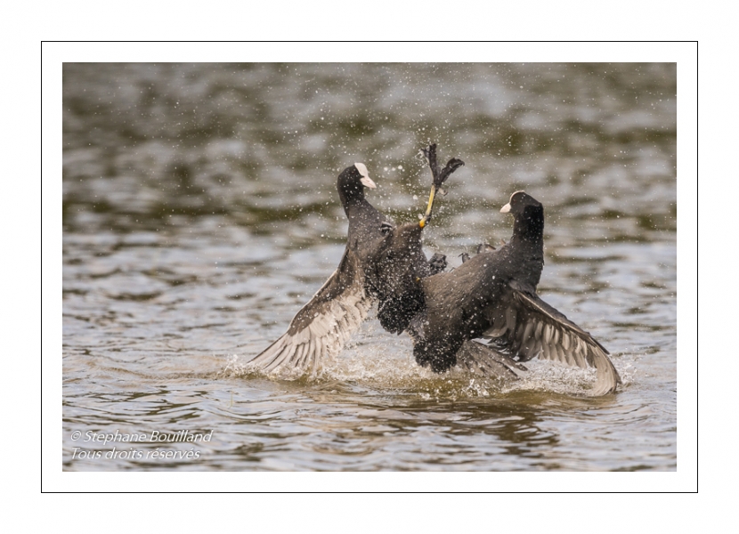 Bagarre entre Foulque macroule (Fulica atra - Eurasian Coot)
