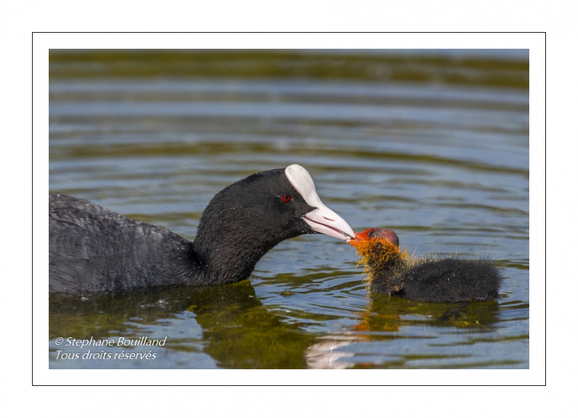 Foulque macroule (Fulica atra - Eurasian Coot)