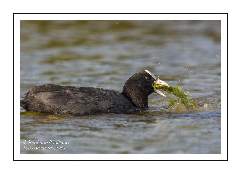 Foulque macroule (Fulica atra - Eurasian Coot)