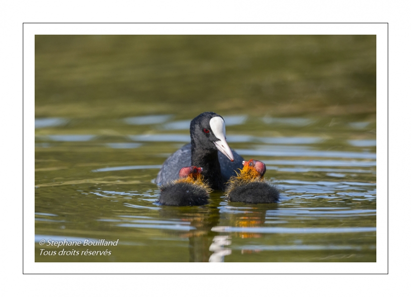 Foulque macroule (Fulica atra - Eurasian Coot)