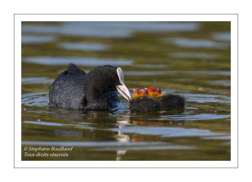 Foulque macroule (Fulica atra - Eurasian Coot)