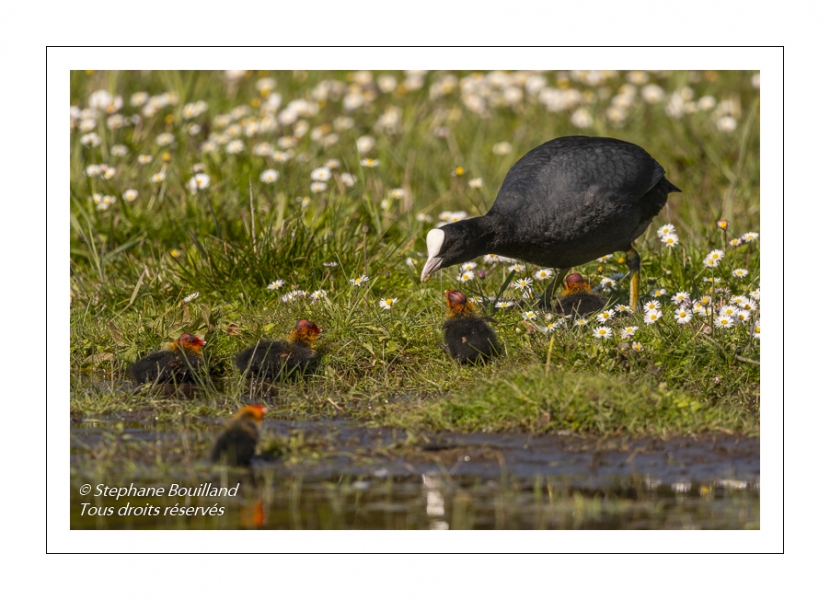 Foulque macroule (Fulica atra - Eurasian Coot)