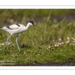 Avocette élégante - Recurvirostra avosetta - Pied Avocet