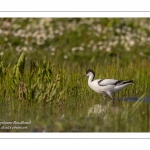 Avocette élégante - Recurvirostra avosetta - Pied Avocet