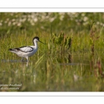 Avocette élégante - Recurvirostra avosetta - Pied Avocet