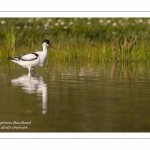 Avocette élégante - Recurvirostra avosetta - Pied Avocet