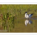 Avocette élégante - Recurvirostra avosetta - Pied Avocet