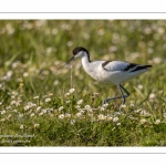 Avocette élégante - Recurvirostra avosetta - Pied Avocet