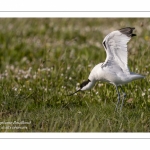 Avocette élégante - Recurvirostra avosetta - Pied Avocet