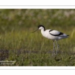 Avocette élégante - Recurvirostra avosetta - Pied Avocet