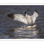 Avocette élégante - Recurvirostra avosetta - Pied Avocet