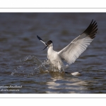 Avocette élégante - Recurvirostra avosetta - Pied Avocet