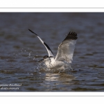 Avocette élégante - Recurvirostra avosetta - Pied Avocet