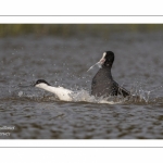 Avocette élégante - Recurvirostra avosetta - Pied Avocet