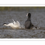 Avocette élégante - Recurvirostra avosetta - Pied Avocet