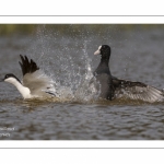 Avocette élégante - Recurvirostra avosetta - Pied Avocet