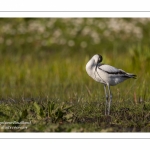 Avocette élégante - Recurvirostra avosetta - Pied Avocet