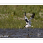 Avocette élégante - Recurvirostra avosetta - Pied Avocet