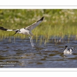 Avocette élégante - Recurvirostra avosetta - Pied Avocet