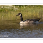 Bernache du Canada - Branta canadensis - Canada Goose