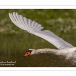 Cygne tuberculé - Cygnus olor - Mute Swan