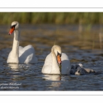 Cygne tuberculé - Cygnus olor - Mute Swan