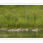 Cygne tuberculé - Cygnus olor - Mute Swan