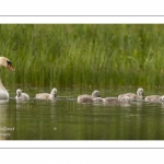 Cygne tuberculé - Cygnus olor - Mute Swan