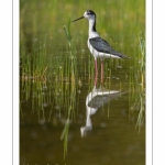 Échasse blanche - Himantopus himantopus - Black-winged Stilt