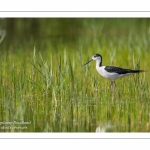 Échasse blanche - Himantopus himantopus - Black-winged Stilt