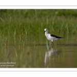 Échasse blanche - Himantopus himantopus - Black-winged Stilt