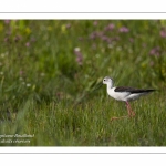 Échasse blanche - Himantopus himantopus - Black-winged Stilt