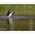 Échasse blanche - Himantopus himantopus - Black-winged Stilt