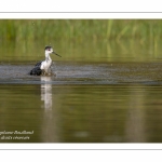 Échasse blanche - Himantopus himantopus - Black-winged Stilt