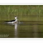 Échasse blanche - Himantopus himantopus - Black-winged Stilt