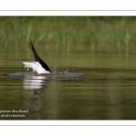 Échasse blanche - Himantopus himantopus - Black-winged Stilt