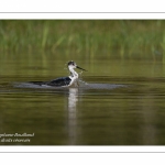 Échasse blanche - Himantopus himantopus - Black-winged Stilt