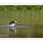 Échasse blanche - Himantopus himantopus - Black-winged Stilt