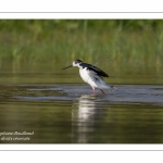 Échasse blanche - Himantopus himantopus - Black-winged Stilt