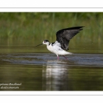 Échasse blanche - Himantopus himantopus - Black-winged Stilt