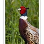 Faisan de Colchide - Phasianus colchicus - Common Pheasant