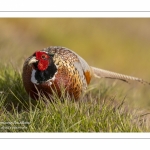 Faisan de Colchide - Phasianus colchicus - Common Pheasant